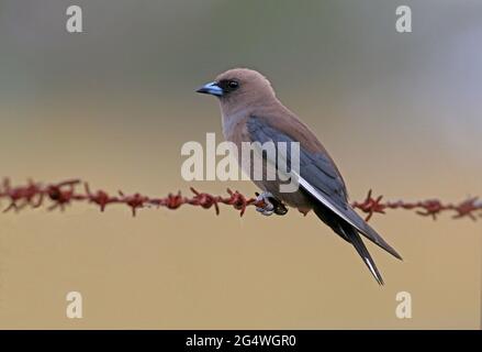 Die dunkle Holzschwalbe (Artamus cyanopterus cyanopterus) thront auf einem Stacheldrahtzaun im Südosten von Queensland, Australien Januar Stockfoto