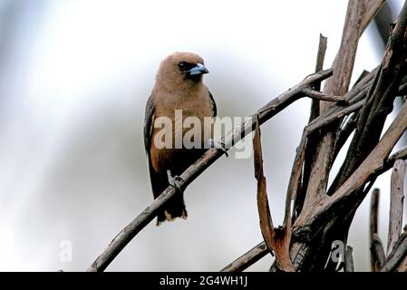 Die dunkle Holzschwalbe (Artamus cyanopterus cyanopterus) thront auf dem toten Baum Girraween NP, Queensland, Australien Januar Stockfoto