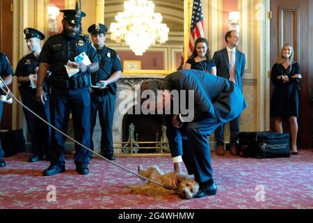 Washington, USA. Juni 2021. Senator Mitt Romney, ein Republikaner aus Utah, Mitte, stitzt seinen Bürohund Goldie während eines Mittagessens für US-Polizeibeamte des Kapitols im US-Kapitol in Washington, DC, USA, am Mittwoch, den 23. Juni, 2021. Top-Mitarbeiter des Weißen Hauses schlossen am Dienstag ein Treffen mit einer Gruppe von Senatoren ab, ohne einen Infrastrukturkompromiss zu produzieren, da die Differenzen darüber, wie man für eine vorgeschlagene BEN579 Milliarden neuer Ausgaben für Straßen, Brücken und andere Projekte bezahlen kann, die Gespräche weiterhin bestürzen. Foto von Stefani Reynolds/Pool/Sipa USA Kredit: SIPA USA/Alamy Live News Stockfoto