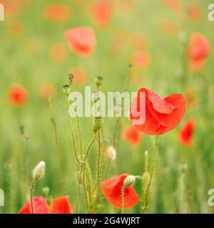 Leuchtend rote wilde Mohnblüten, vom Regen nasse Blütenblätter, im grünen Feld wachsend, Nahaufnahme Detail Stockfoto