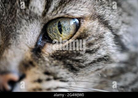 Grau gestreifte Katze, Nahaufnahme Detail auf seinem grünen Auge Stockfoto