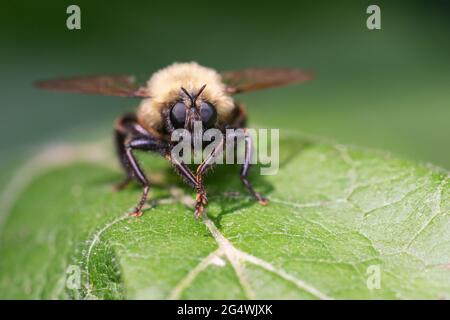Auf einem Blatt im Taylor Creek Park in Toronto, Ontario, ruht eine Bumble Bee Mimic Robber Fly (Laphria thoracica). Stockfoto