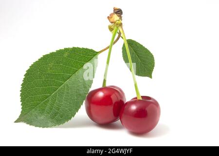 Zwei Kirschen mit isolierten Blättern auf weißem Hintergrund. Rote reife Beeren mit Blattstielen Stockfoto