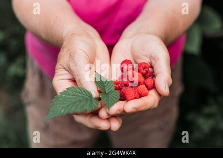 Alte weibliche Hände mit frischen Himbeeren, frisch aus dem Garten gepflückt Stockfoto