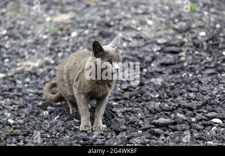 Graue Katzen auf der Straße auf der Suche nach Nahrung verlassen, häusliche Säugetier Tier Stockfoto