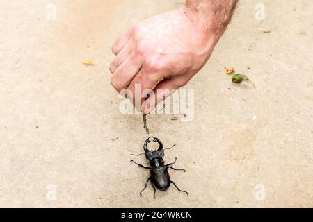 Ein einziger europäischer Hirschkäfer auf dem Boden mit männlicher Hand, die damit spielt Stockfoto