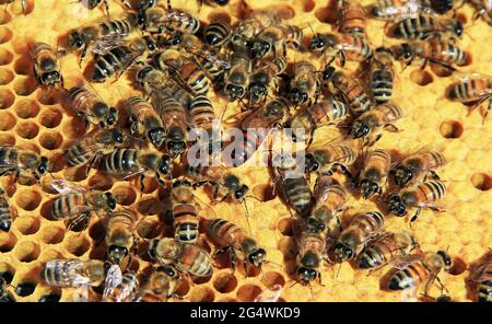 Queen Bee unter ihren Arbeitern auf einem Hive-Brutnest-Rahmen Stockfoto