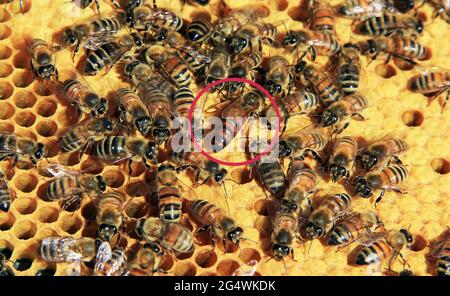 Queen Bee kreiste unter ihren Arbeitern auf einem Hive Frame Stockfoto