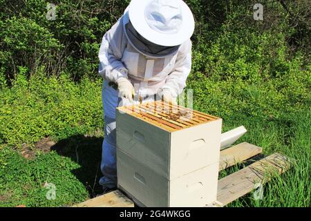 Imker zieht Rahmen auseinander mit einem Hive Tool Stockfoto