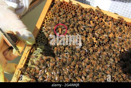 Queen Bee kreiste unter ihren Arbeitern auf einem Hive Frame Stockfoto