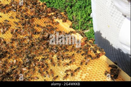 Queen Bee unter ihren Arbeitern auf einem Hive Frame Stockfoto