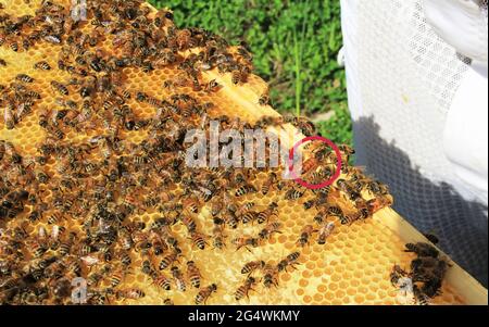 Queen Bee kreiste unter ihren Arbeitern auf einem Hive Frame Stockfoto