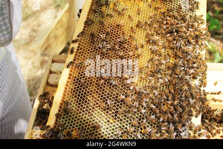 Langstroth Hive Rahmen mit Larve, Pollen und Nektar. Stockfoto