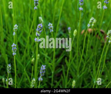 Blühender Lavendelbusch im Frühlingssonne Stockfoto