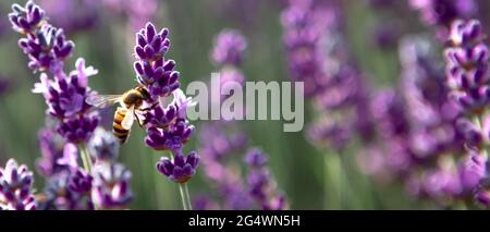 Banner mit Lavendelblütenfeld bei Sonnenstrahlen Stockfoto