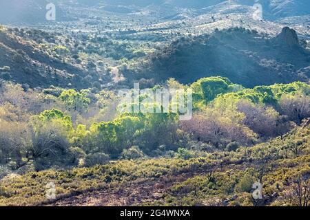 Frisches Frühlingsgrün entlang Sycamore Creek, Arizona Trail, Arizona, USA Stockfoto