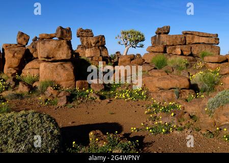 Riesen-Spielplatz auf der Farm Gariganus östlich von Keetmanshoop: Verwitterte Dolerit-Felsen (sphäroidale Verwitterung) und Köcherbaum (Aloe dichotoma), Namibia Stockfoto