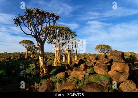 Köcherbaumwald auf der Farm Gariganus östlich von Keetmanshoop: Köcherbäume (Aloe dichotoma) zwischen Dolerit-Felsen, Abendlicht, Karas-Region, Namibia Stockfoto