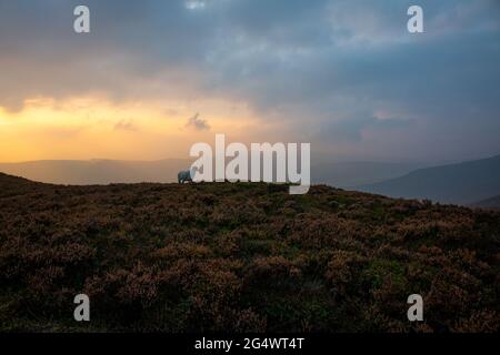 Ein Schaf im magischen Abendlicht auf einem Wanderweg rund um das Wasserreservat Ladybower im Abendnebel, England, Großbritannien Stockfoto