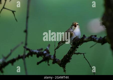 Waldsänger (Phylloscopus sibilatrix), aufgenommen bei RSPB Dinas. Stockfoto