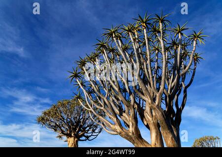 Köcherbaumwald auf der Farm Gariganus östlich von Keetmanshoop: Krone des Köcherbaums (Aloe dichotoma), Karas Region, Namibia Stockfoto