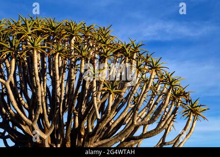 Köcherbaumwald auf der Farm Gariganus östlich von Keetmanshoop: Krone des Köcherbaums (Aloe dichotoma), Karas Region, Namibia Stockfoto