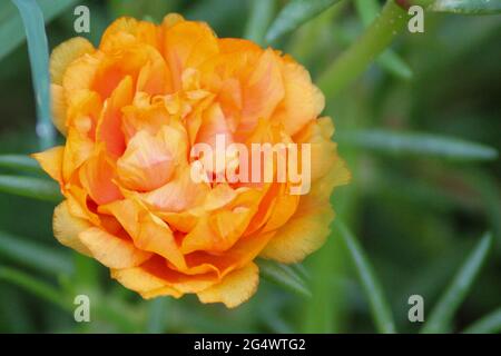 Nahaufnahme einer orangefarbenen Floribunda-Blume in einem Garten Stockfoto
