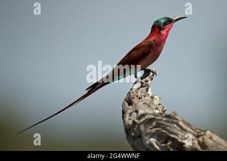 Südlicher Carminbienenfresser, der auf einem Zweig, Okavango Delta, Botswana, sitzt Stockfoto