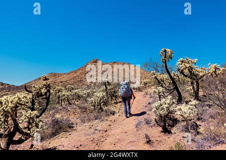 Wandern durch einen Cholla-Garten auf dem Arizona Trail, Sonoran Desert, Arizona, USA Stockfoto