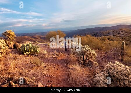 Wandern durch einen Cholla-Garten auf dem Arizona Trail, Sonoran Desert, Arizona, USA Stockfoto