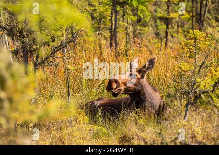 Elchweibchen (Alces alces) im Liard River Hotsprings Provincial Park British Columbia, Kanada Stockfoto