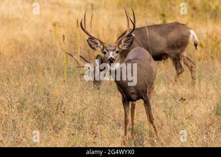 Maultierhirsch (Odocoileus hemionus) in der National Bison Range, Montana Stockfoto