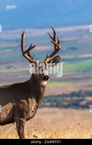 Maultierhirsch (Odocoileus hemionus) in der National Bison Range, Montana Stockfoto