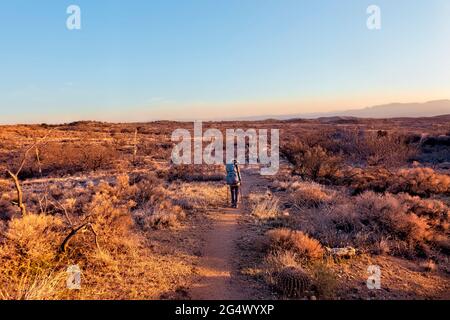 Wandern durch einen Cholla-Garten auf dem Arizona Trail, Arizona, USA Stockfoto