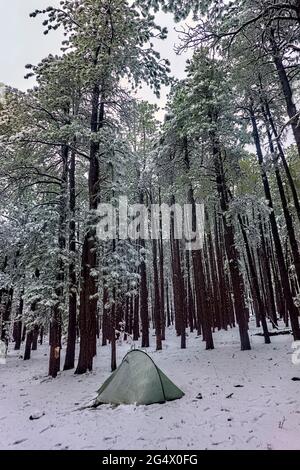 Camping im Schnee auf dem Mogollon Rim, Mormon Lake, Arizona, USA Stockfoto