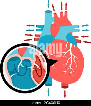 Nahaufnahme der Blutzirkulation im Herzen. Anatomie des menschlichen Herzens mit Blutfluss. Darstellung der inneren Organe des Menschen. Stock Vektor