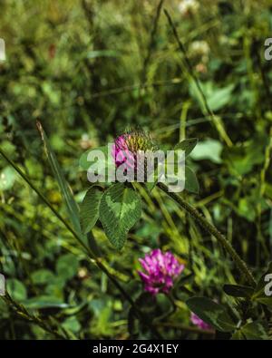 Wilder purpurner Kleeblatt blüht in einem Feld wilder Blumen Stockfoto