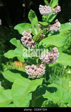 Eine Bumblebee auf einer Milchkrautpflanze Stockfoto