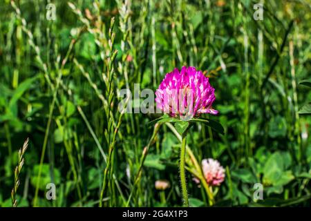 Wilder purpurner Kleeblatt blüht in einem Feld wilder Blumen Stockfoto