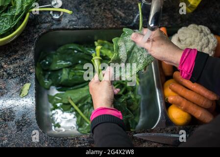 Mujer blanca lavando hojas y otros vegetales desde casa por la cuarentena, con agua en el fregadero de la cocina ,limpando algunas fruta y verdura pa Stockfoto