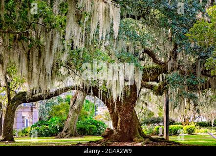 Im historischen Eichenwald im New Orleans City Park, 14. November 2015, in New Orleans, Louisiana, steht eine lebende Eiche des Südens. Stockfoto