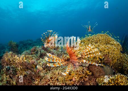 Ein Trio von Löwenfischen, Pterois volitans, jagen über einem Riff auf den Philippinen. Stockfoto