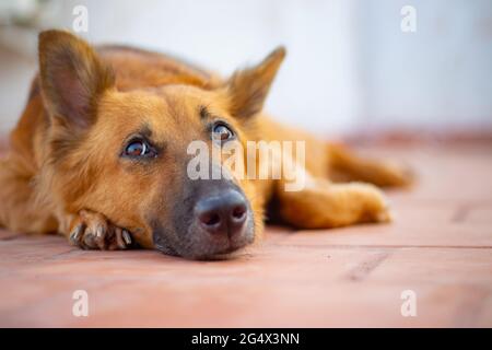 Deutscher Schäferhund liegt auf dem Boden. Stockfoto