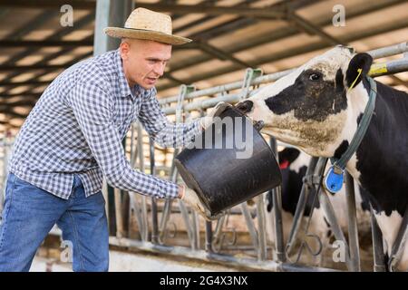 Landwirt, der im Stall arbeitet und Kühe mit Wasser füttert Stockfoto