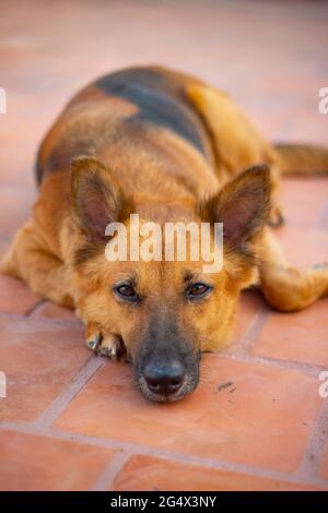 Deutscher Schäferhund liegt auf dem Boden. Stockfoto