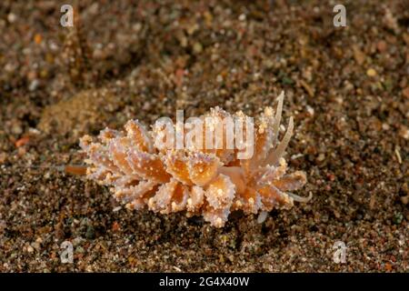 Kryptischer Nudibranch, Phyllodesmium crypticum, mit Cerata mit Verdauungsdrüsenkanälen, die mit Zooxanthellen verbunden sind, auf einem sandigen Grund in der Horseshoe Bay vor Stockfoto