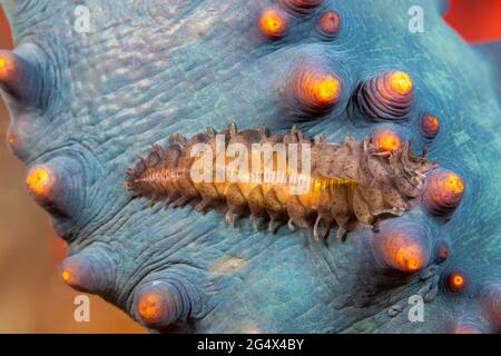 Seegurken-Wurm, Gastrolepidia clavigera, kriecht auf seinem Wirt holothurisch, die schwarze Seegurke, Holothuria atra, Fidschi. Stockfoto