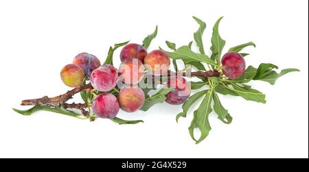 Rote Kirsche Pflaumen, Pflaumen isoliert auf weißem Hintergrund Stockfoto