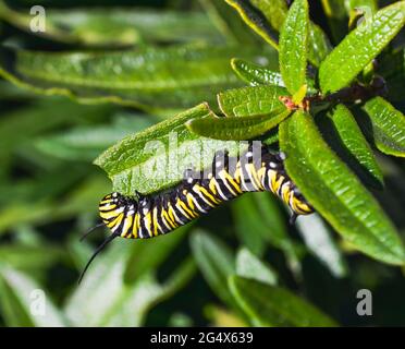 Eine hungrige Monarch Raupe (Danaus plexippus), die sich von Milchkrautblättern (Asclepsias tuberosa) ernährt. Nahaufnahme. Speicherplatz kopieren. Stockfoto