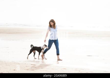 Frau mit Jack Russell Terrier beim Strandspaziergängen Stockfoto